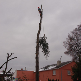 Rizikové kácení stromů